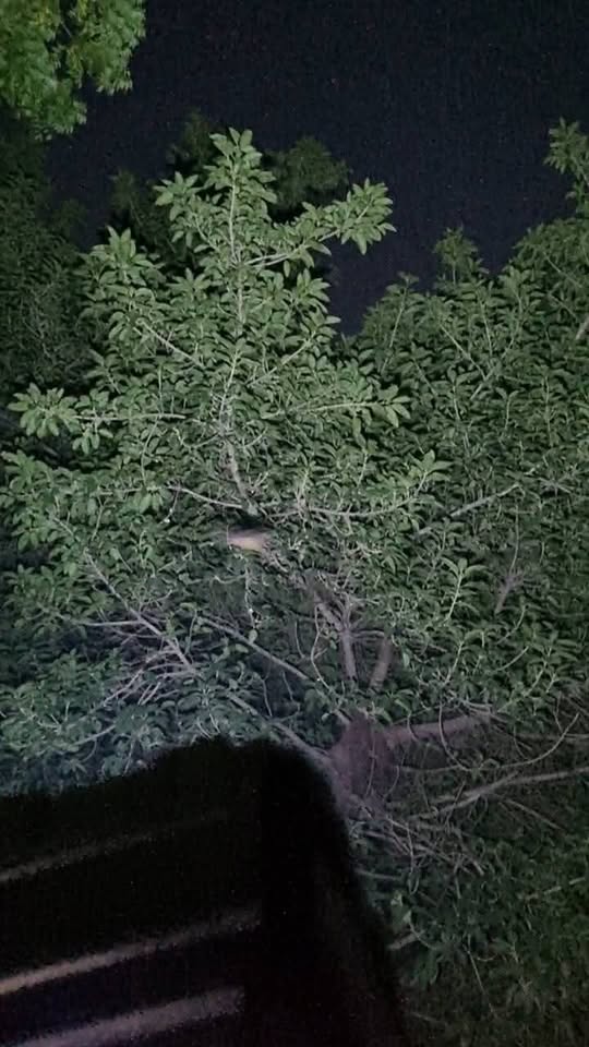 High Powered Survival Flash Light